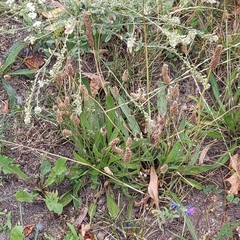 Berteroa incana