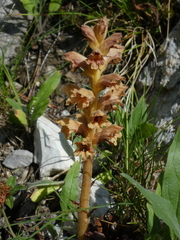 Orobanche teucrii