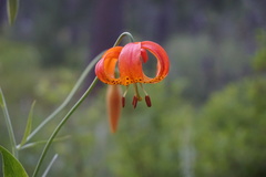 Lilium pardalinum vollmeri