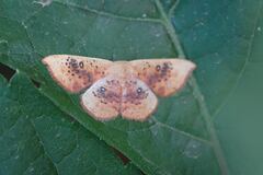 Cyclophora lennigiaria
