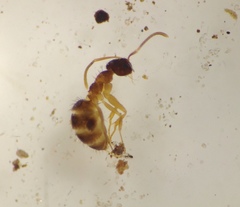 Nylanderia terricola