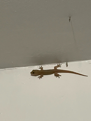 Hemidactylus
