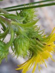 Image of Chrysopsis subulata