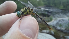 Onychogomphus