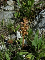Orobanche teucrii