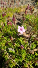 Silene acaulis