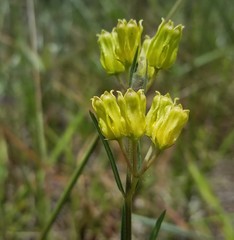 Asclepias pedicellata