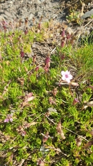 Silene acaulis