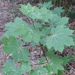 Acer platanoides