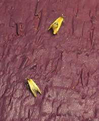 Batia lunaris