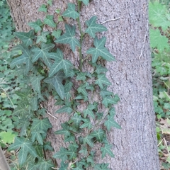 Hedera helix