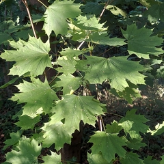 Acer platanoides