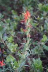 Castilleja pruinosa