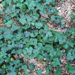 Hedera helix