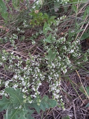 Galium humifusum