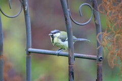 Parus major