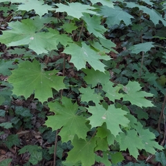 Acer platanoides
