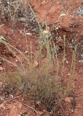 Artemisia lessingiana