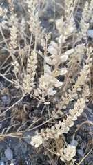 Lepidium perfoliatum