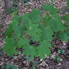 Acer platanoides