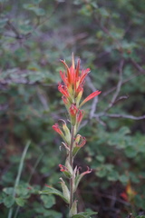 Castilleja pruinosa