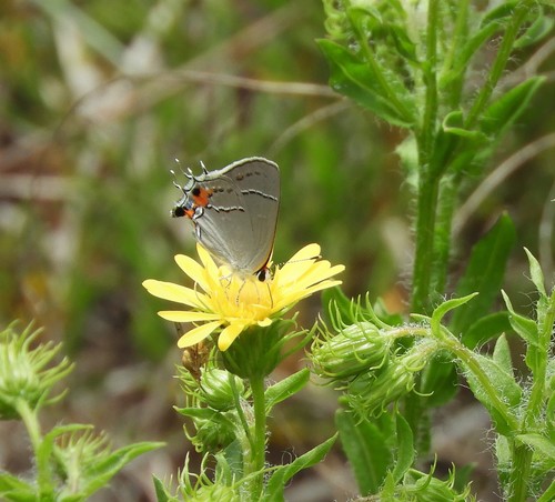 Strymon melinus image
