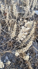 Lepidium perfoliatum