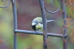 Parus major