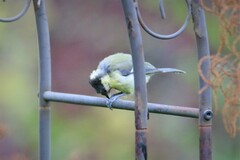 Parus major