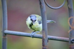 Parus major