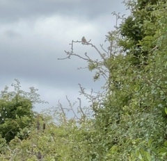Emberiza citrinella