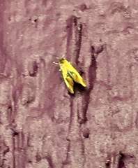 Batia lunaris