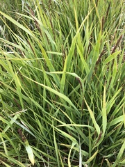 Arctagrostis latifolia