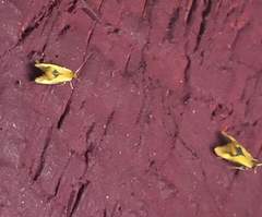 Batia lunaris