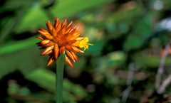 Stegolepis guianensis
