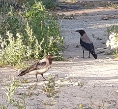 Corvus cornix