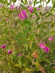 Epilobium hirsutum
