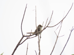 Empidonax albigularis