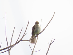 Empidonax albigularis