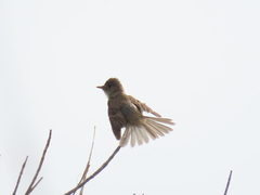 Empidonax albigularis