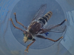 Promachus dimidiatus