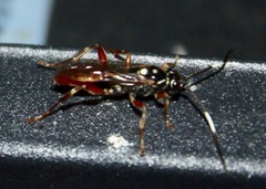 Cratichneumon sublatus