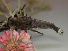 Promachus dimidiatus