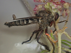 Promachus dimidiatus