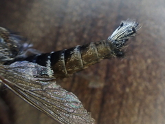 Promachus dimidiatus