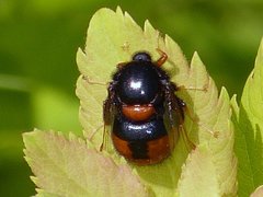 Pterodontia flavipes