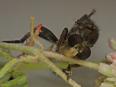 Promachus dimidiatus