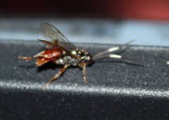 Cratichneumon sublatus