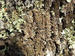 Xanthoparmelia loxodes