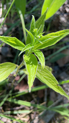 Lithospermum latifolium